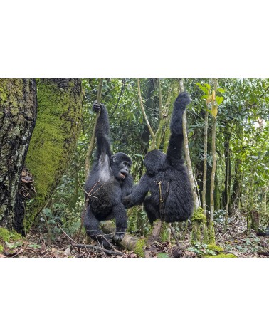 Danse des gorilles - photographie Fabrice Guérin 
Deux jeunes gorilles s'amusant en face à face