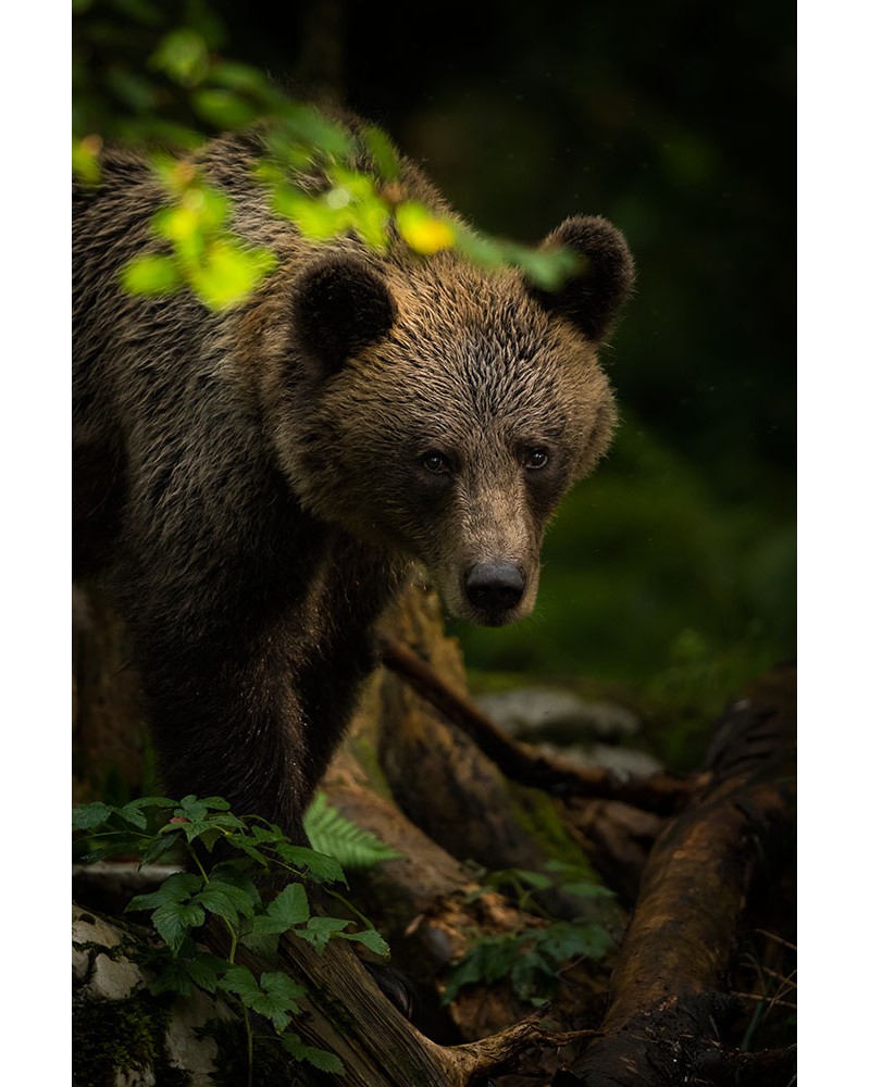 
Face à face avec l'ours brun européen - photographie Fabien Gréban 

Portrait d'ours brun dans une forêt slovène