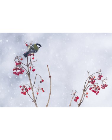 
Les couleurs de l'hiver - photographie Fabien Gréban 

Mésange charbonnière sous une averse de neige