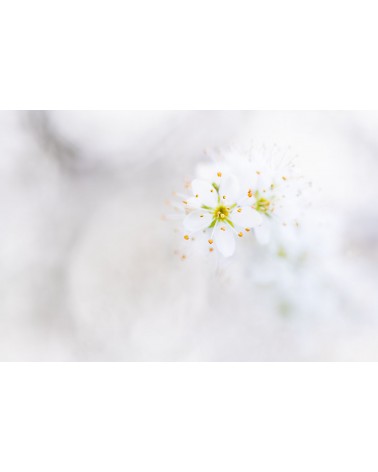 
C'est le printemps !!! - photographie Fabien Gréban 

Fleurs de prunelier