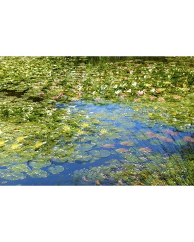 Le Bassin aux Nymphéas - photographie Arnaud Nédaud 
Jardin japonais de Claude Monet