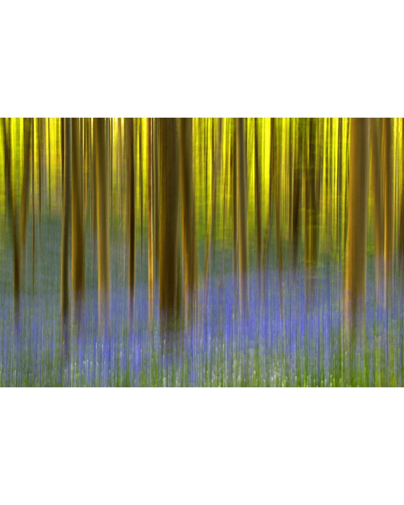 Les âmes du bois de Hal - photographie Arnaud Nédaud 
Floraison des jacinthes des bois