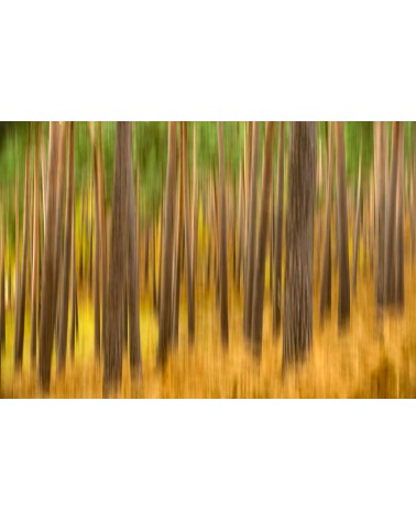 Impression d'automne - photographie Arnaud Nédaud 