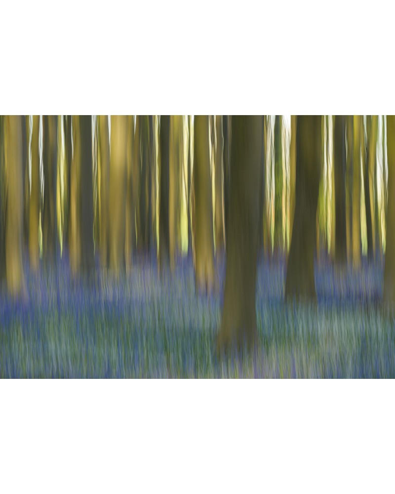 Bois de Hal - photographie Arnaud Nédaud 
Floraison des jacinthes des bois