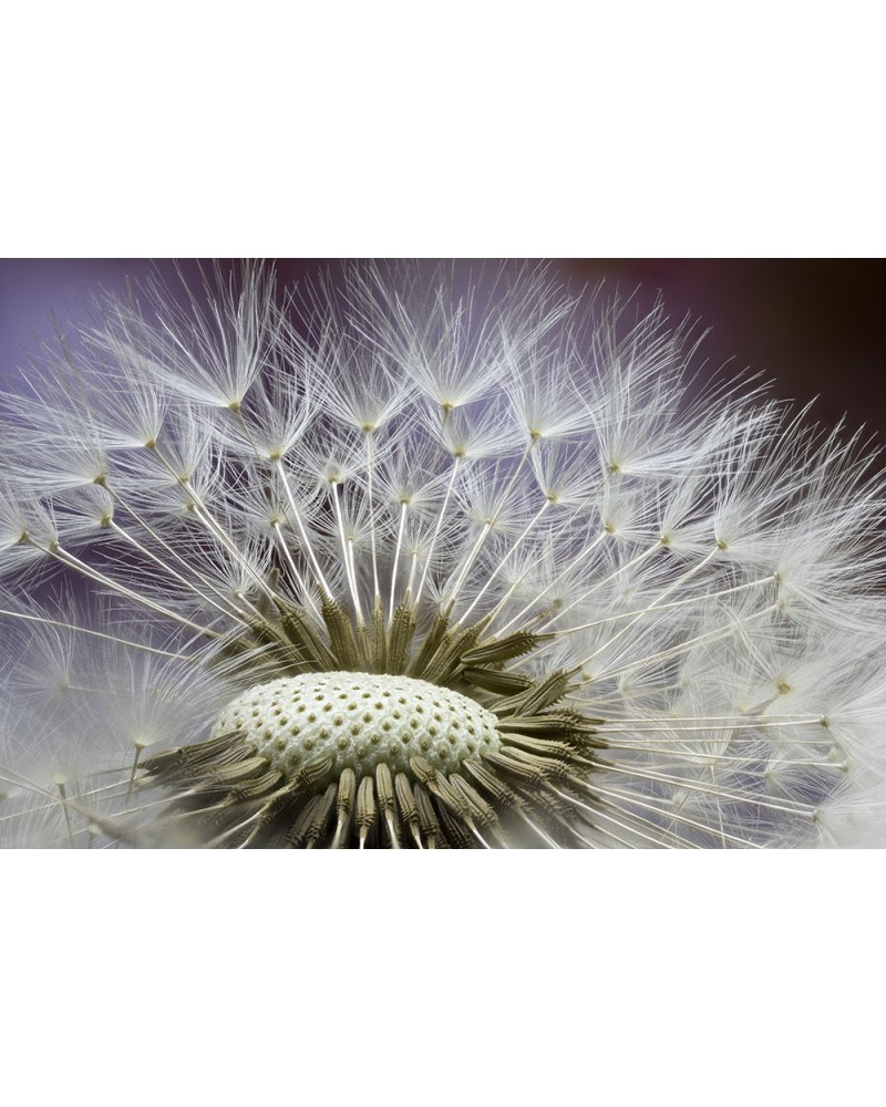 
la gazette des  aigrettes - photographie Diane &amp; Olivier Castanet-Hervieu 

Aigrettes de pissenlit partiellement détachées