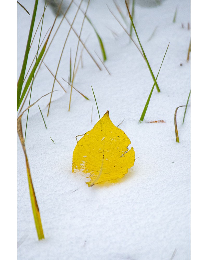 
Winter is coming - photographie Diane &amp; Olivier Castanet-Hervieu 

Feuille d’automne sur un tapis de neige dont ressortent 