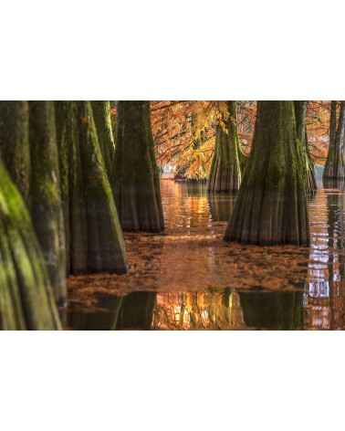 
La Louisiane au cœur des montagnes du Jura - photographie Nicolas Gascard 

Cyprès chauve au coeur d'un étang situé au sud des 