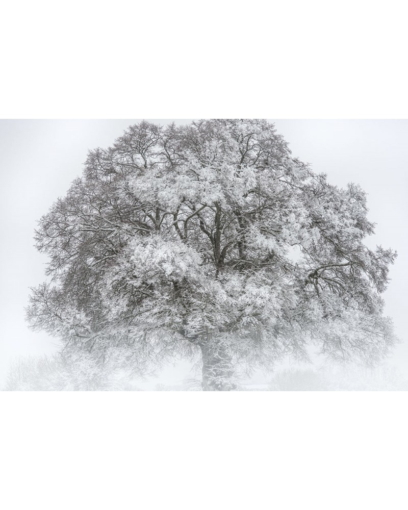 
L'Arbre Roi - photographie Nicolas Gascard 

Apparition majestueuse d'un chêne au coeur de l'hiver.