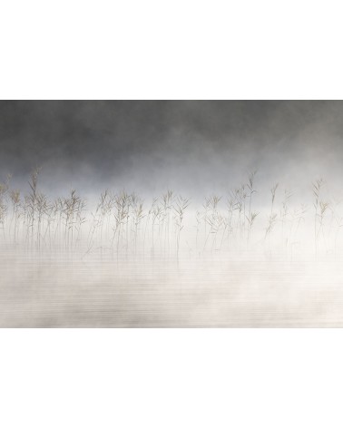 
Danse avec la brume - photographie Nicolas Gascard 

Roseau au bord du lac d'Ilay.