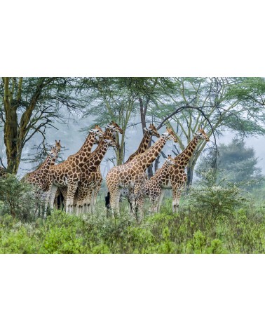 Troupe de girafes sous la pluie