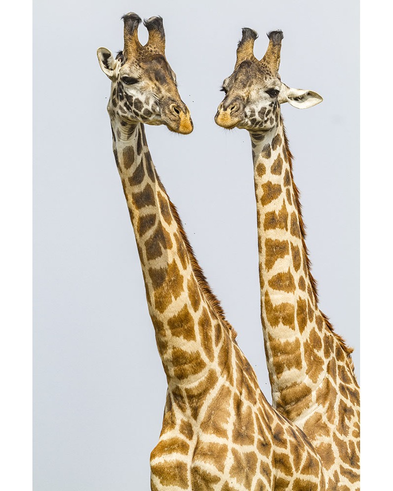 
Portrait de mâles girafe - photographie Christine &amp; Michel Denis-Huot 

Ces deux mâles s'affrontent dans une joute