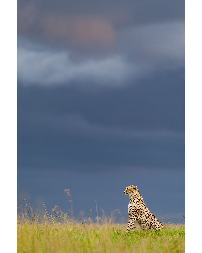 
Mâle guépard et ciel d'orage - photographie Christine &amp; Michel Denis-Huot 

Mâle guépard cherchant une proie dans la plaine