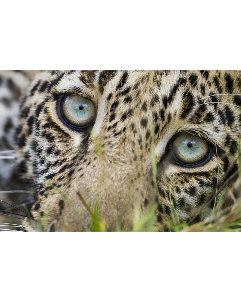 
Regard léopard - photographie Christine &amp; Michel Denis-Huot 

Jeune léopard au regard plein de curiosité