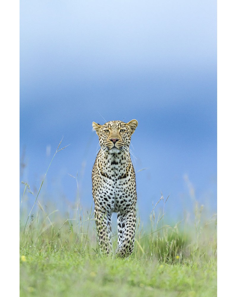 
Léopard en chasse - photographie Christine &amp; Michel Denis-Huot 

jeune mâle léopard chassant