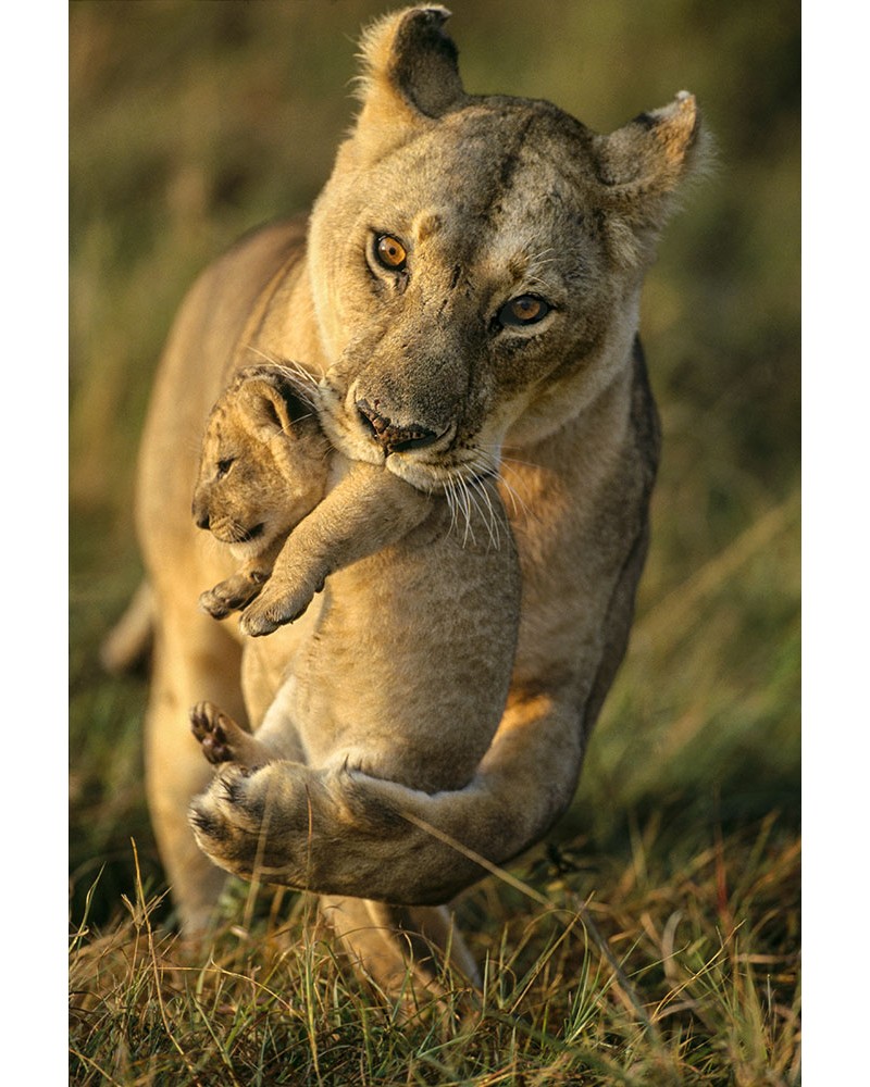 
Lionne transportant son bébé - photographie Christine &amp; Michel Denis-Huot 

lionne changeant un à un ses bébés de cachette