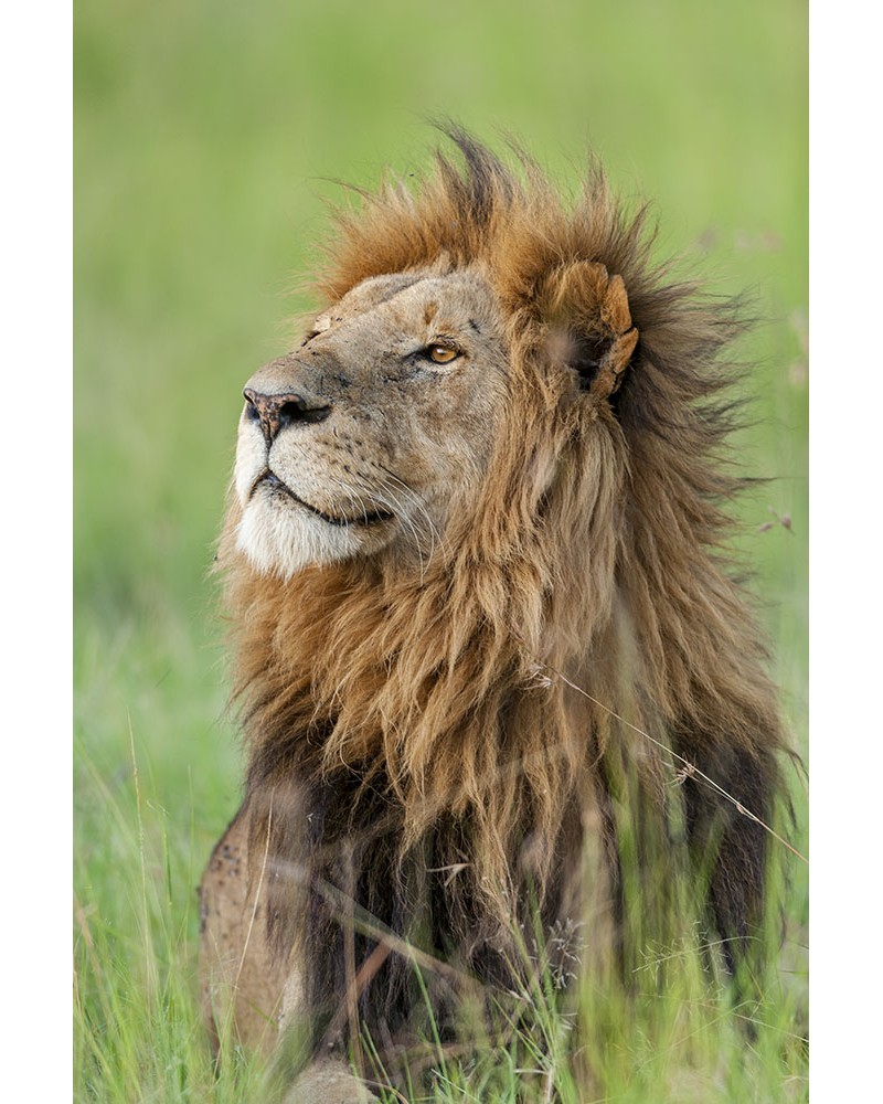 
Lion majestueux - photographie Christine &amp; Michel Denis-Huot 

Portrait de lion mâle au coucher du soleil