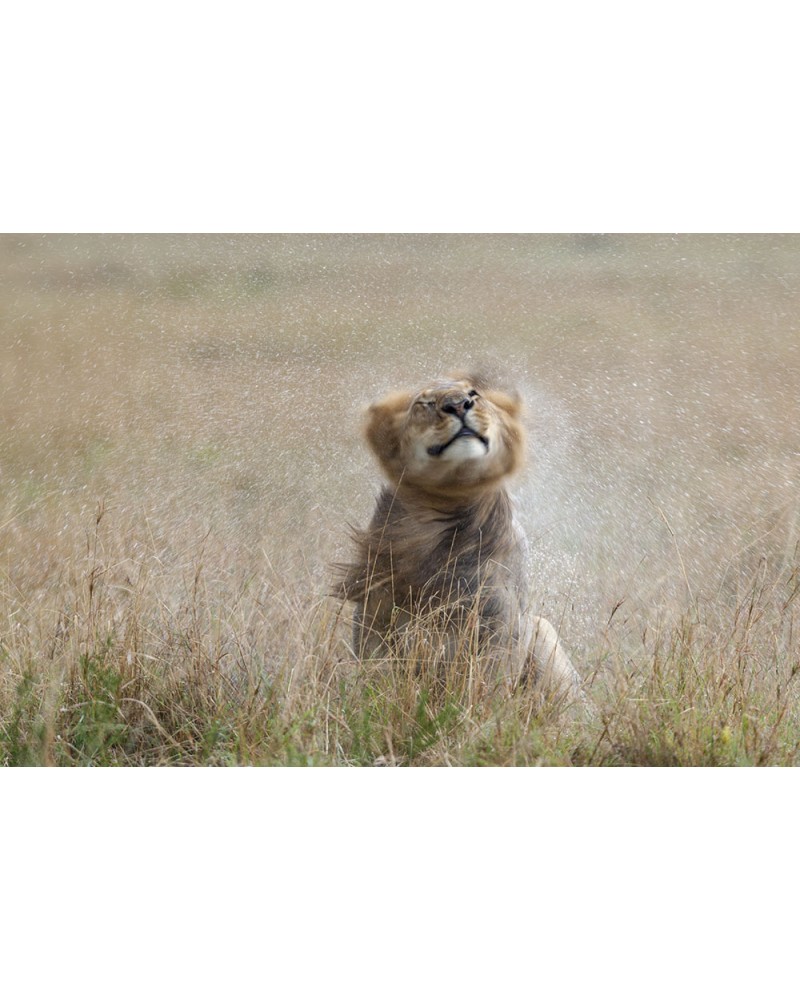 
Lion après la pluie - photographie Christine &amp; Michel Denis-Huot 

lion mâle secouant sa crinière après la pluie