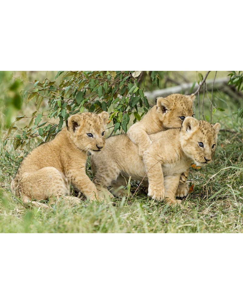 
Jeux de lionceaux - photographie Christine &amp; Michel Denis-Huot 

Bébés lions de 7/8 semaines jouant près de leur mère