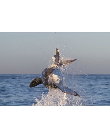 
Le missile - photographie Eduardo Da Forno 
Le grand saut du requin blanc
