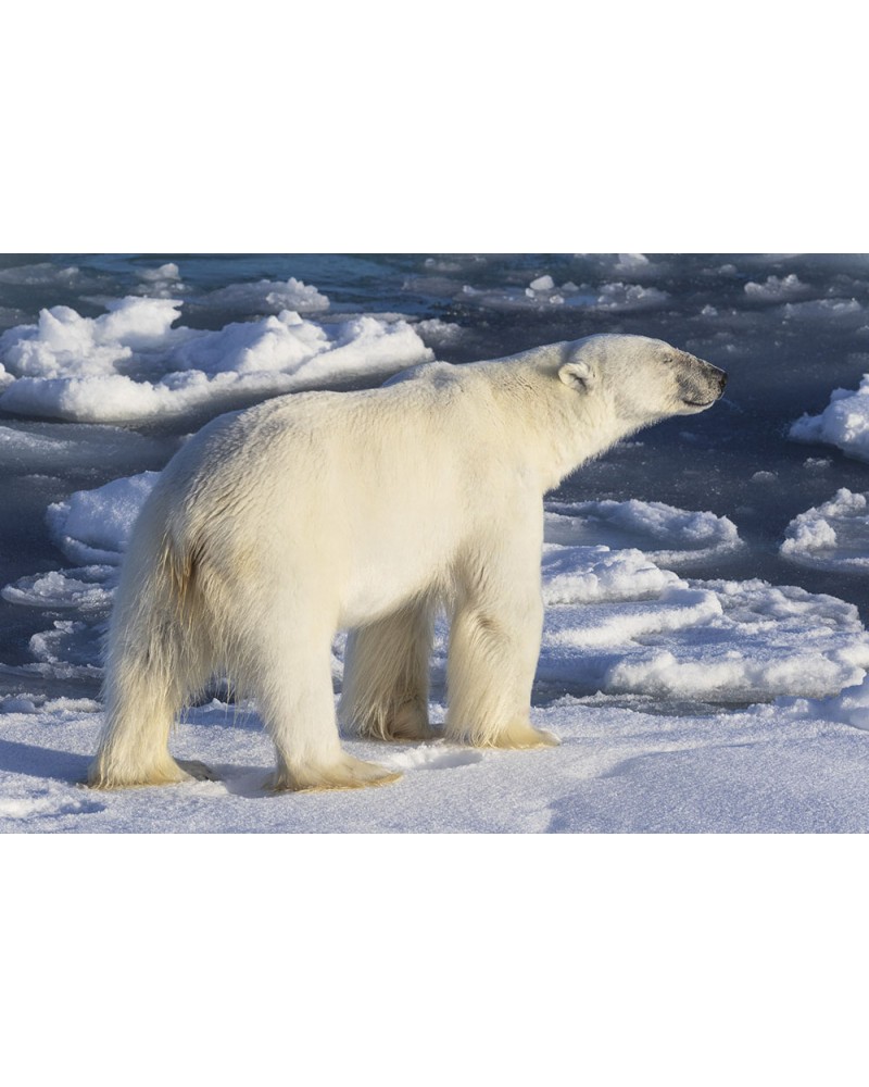 
Le Penseur Arctic - photographie Eduardo Da Forno 
Ours polaire pensif
