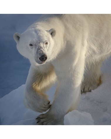 
Le Regard - photographie Eduardo Da Forno 
La marche de l'ours polaire
