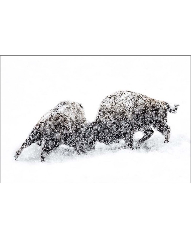 Combat de bisons - photographie Philippe Cabanel 
Combat de bisons