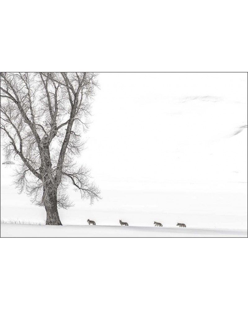L’errance des coyotes - photographie Philippe Cabanel 
Errance de 4 coyotes le long de la rivière
