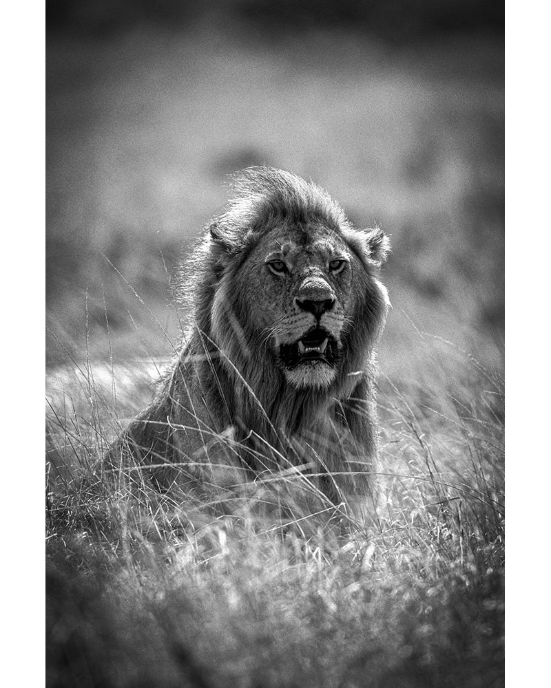 Sa majesté - photographie Franck Fouquet 
Lion mâle