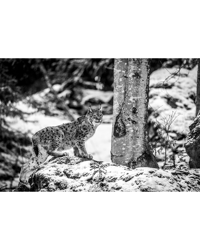 Dominant - photographie Franck Fouquet 
Lynx boréal mâle