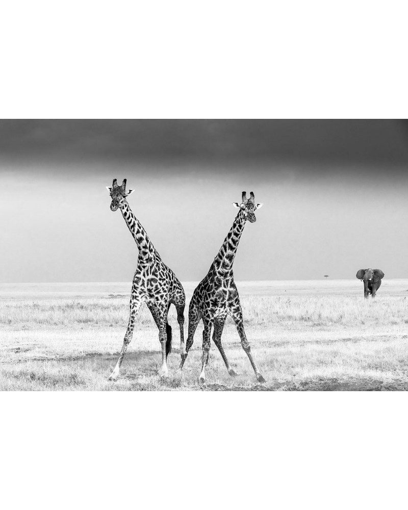 Le combat des géantes - photographie Véronique &amp; Patrice Quillard 
Combat entre deux girafes mâles