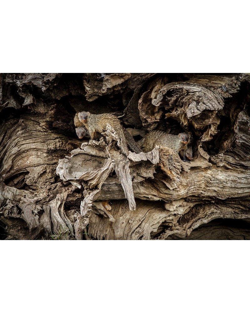 Homochromie - photographie Véronique &amp; Patrice Quillard 
Clan de mangoustes rayées dans leur refuge