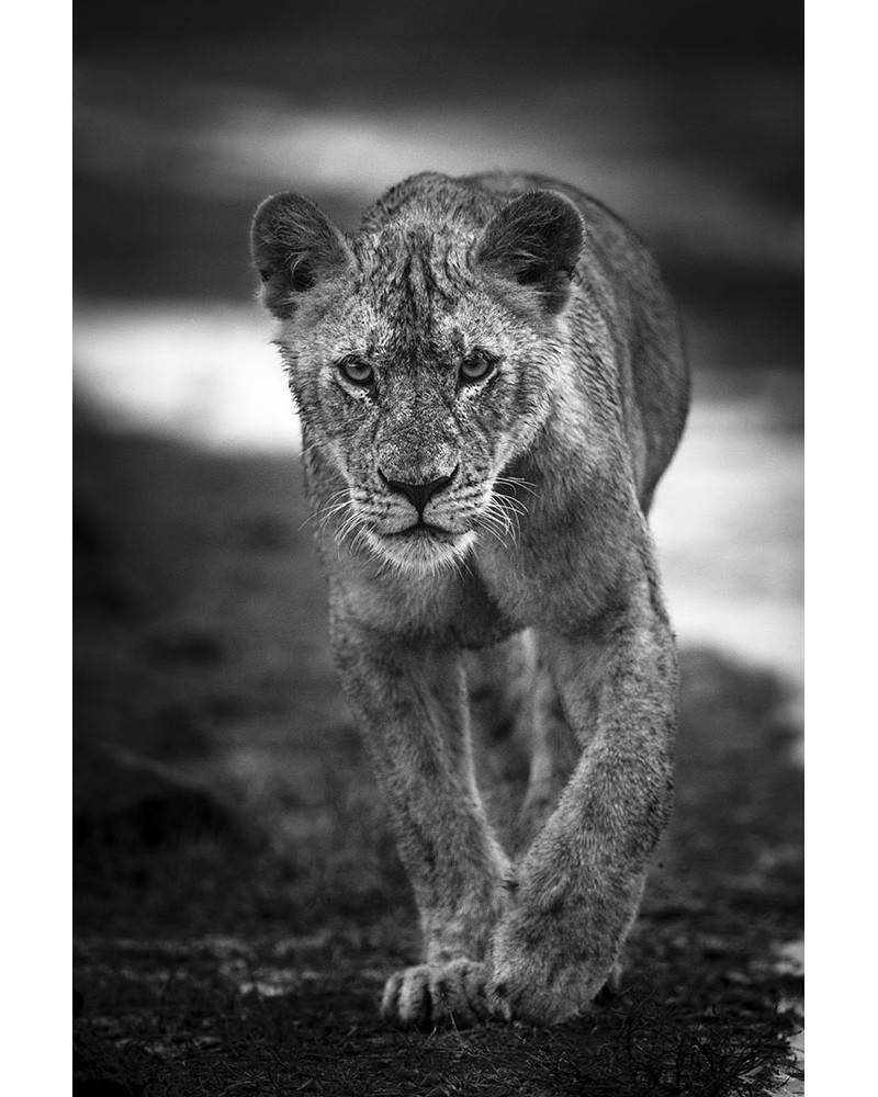 Jeune lion sous la pluie - photographie Véronique &amp; Patrice Quillard 
Un jeune lion au caractère bien trempé !