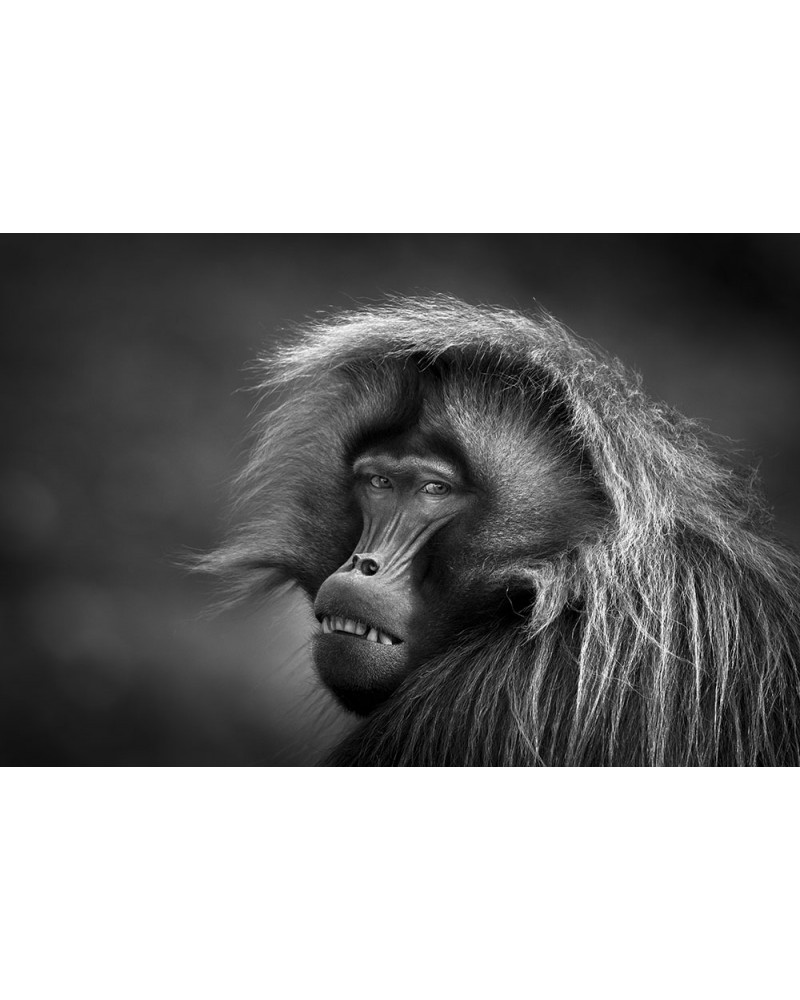 Droit à l'image - photographie Véronique &amp; Patrice Quillard 
Expérience unique, croiser le regard de ce magnifique primate