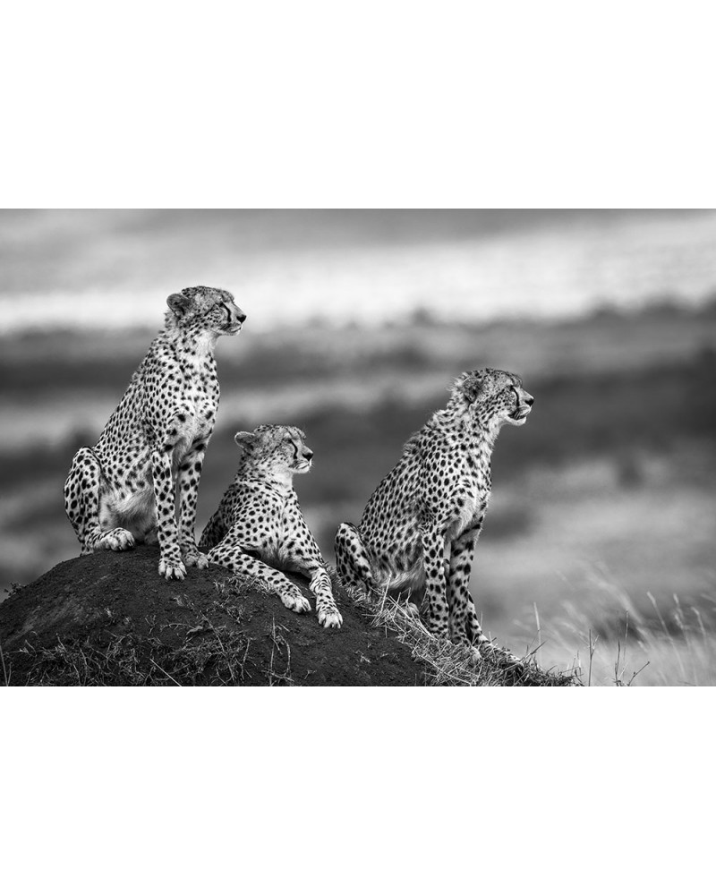 Guépards sur termitière - photographie Véronique &amp; Patrice Quillard 
Une mère guépard avec ses deux jeunes ados
