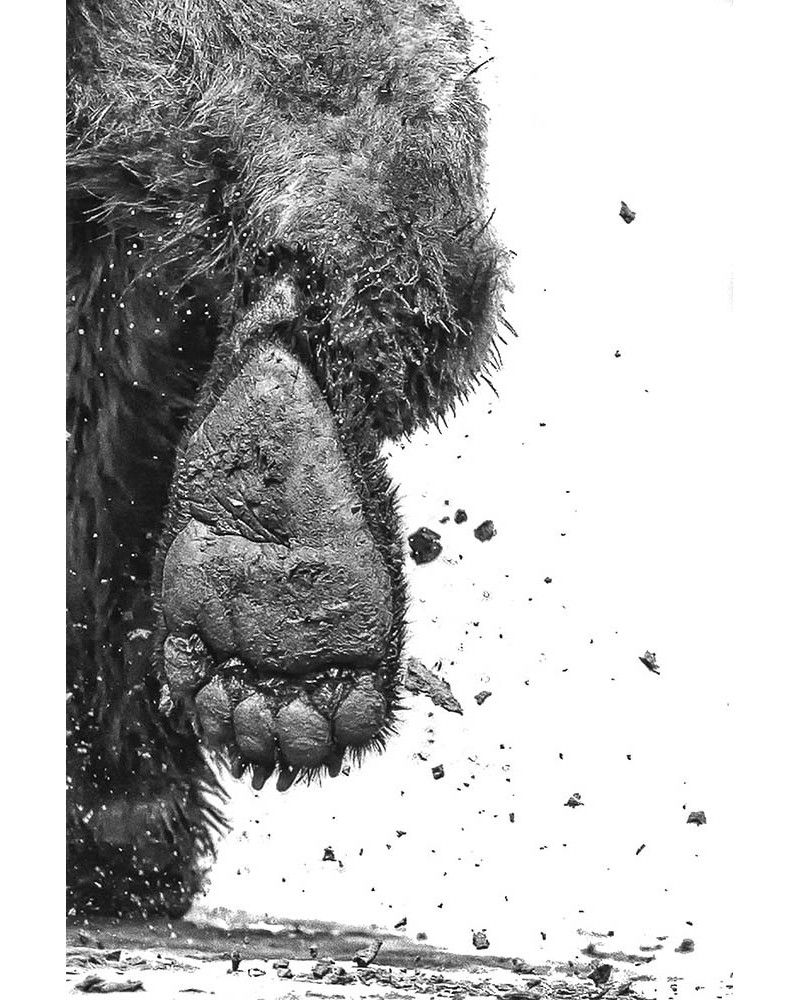 La fuite - photographie Philippe Cabanel 
Fuite d’un Grizzly