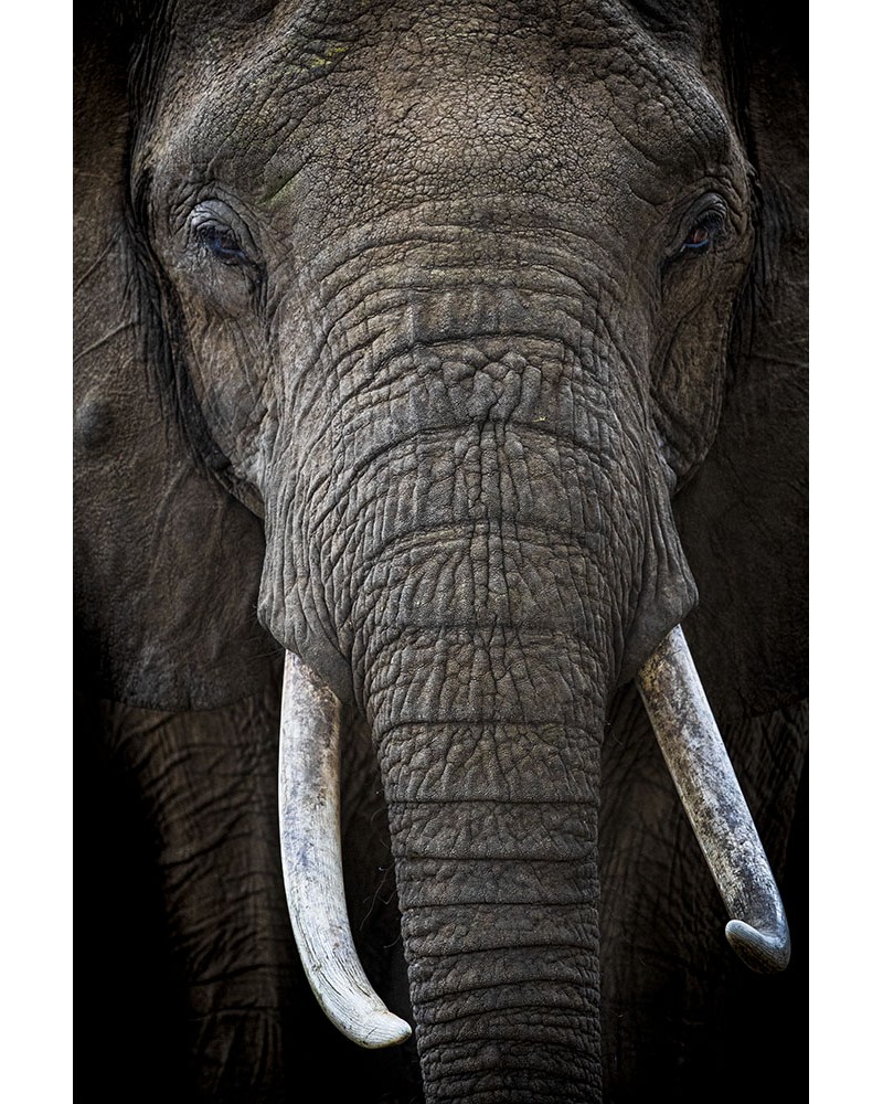 De cuir et d'ivoire - photographie Véronique &amp; Patrice Quillard 
Portrait d'éléphant