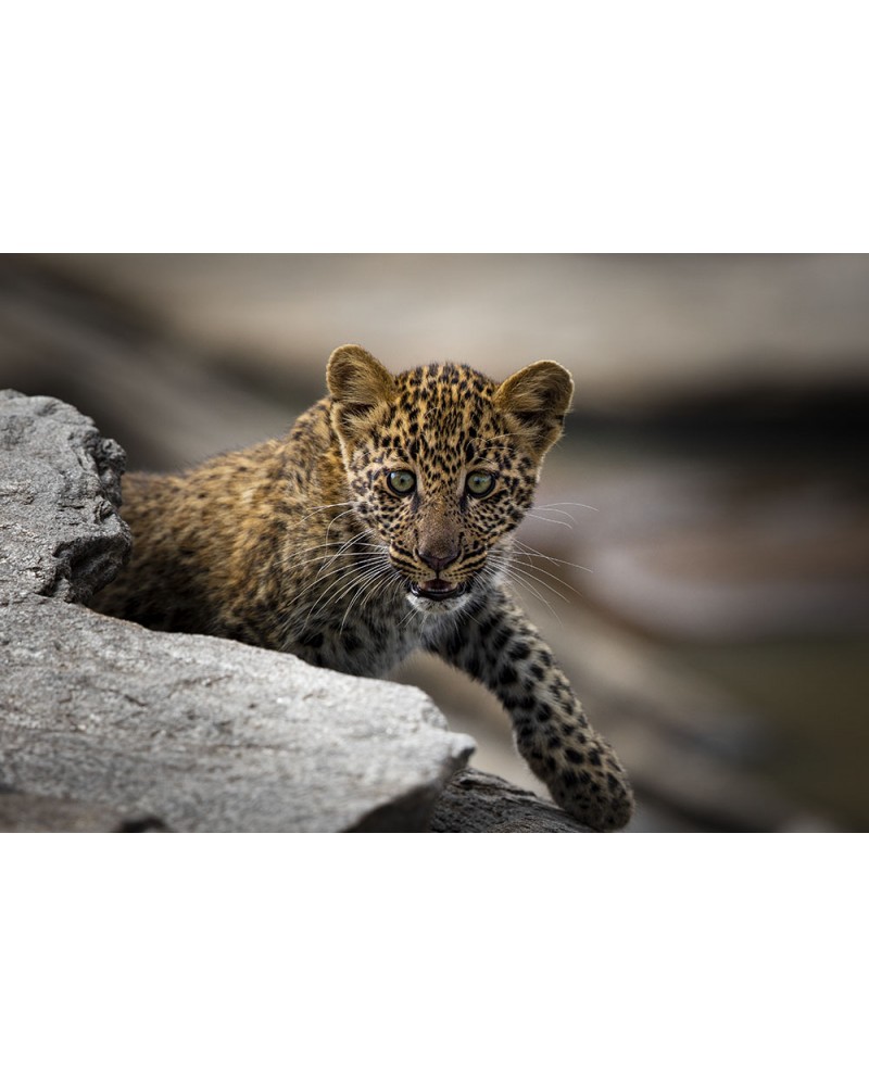 La découverte du monde - photographie Véronique &amp; Patrice Quillard 
Bébé léopard à la découverte de son environnement, quelq