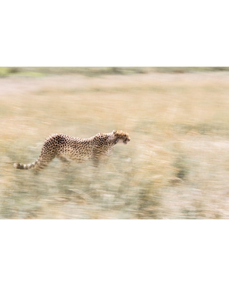 Pastel - photographie Véronique &amp; Patrice Quillard 
Filé flou de guépard dans les hautes herbes de la savane
