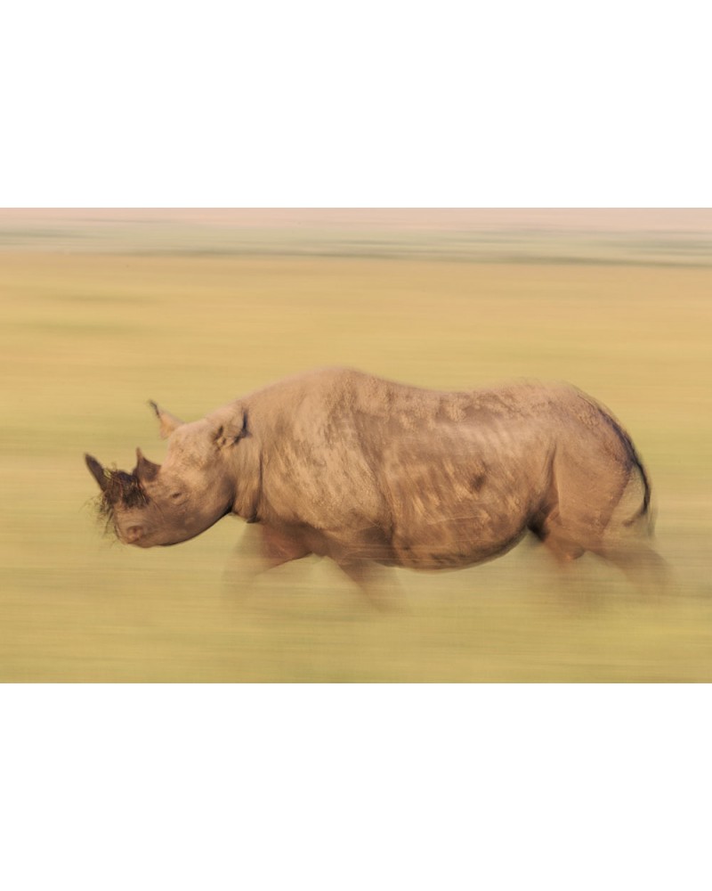 Le survivant - photographie Véronique &amp; Patrice Quillard 
Filé flou de rhinocéros noir dans les hautes herbes de la savane
