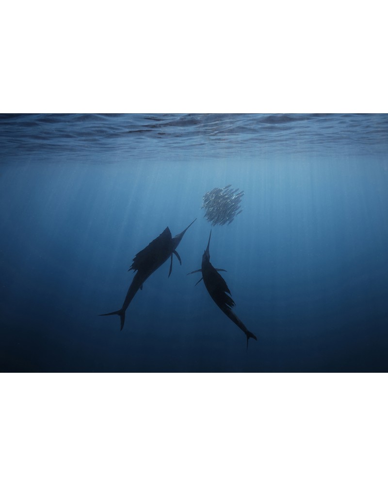 The Twins - photographie Fabrice Guérin
Voiliers de l'Atlantique en contre jour chassant dans une boule de poissons