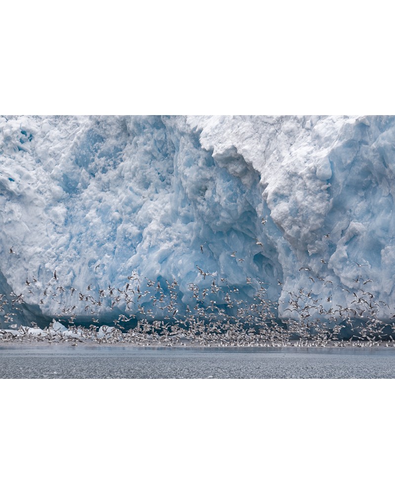Envolée polaire - photographie Fabrice Guérin 
Vol de mouettes tridactyles au pieds d'un glacier en plein cœur du pôle Nord.