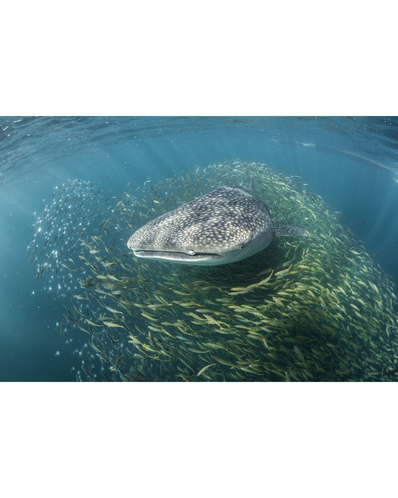 Le géant des océans - photographie Fabrice Guérin 
Requin baleine nageant dans un banc de poisson