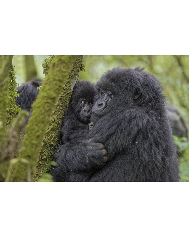 Tendresse - photographie Fabrice Guérin 
Femelle gorille faisant un câlin à son bébé