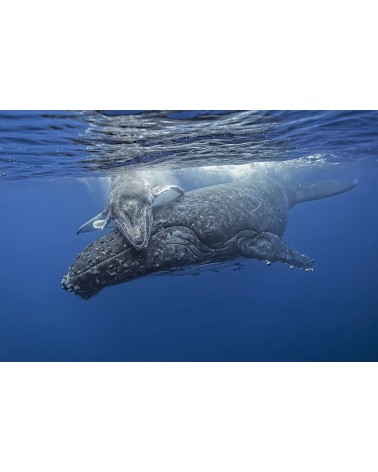 Osmose - photographie Fabrice Guérin 
Maman baleine et son petit dans le Pacifique
